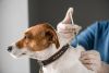 Vacinação para cães em Atiães - 13-SET-2022